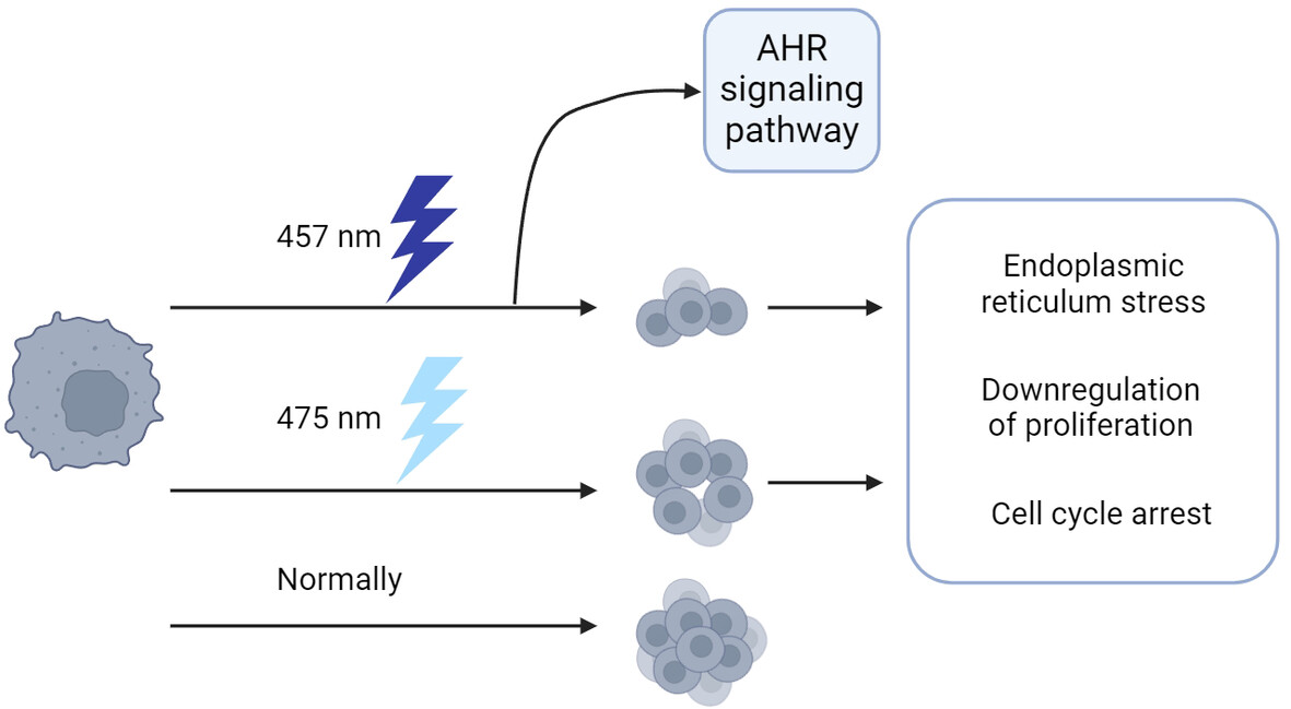Induction of Endoplasmic Reticulum Stress and Aryl Hydrocarbon Receptor Pathway Expression by Blue LED Irradiation in Oral Squamous Cell Carcinoma