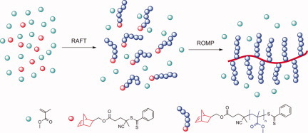 One-pot, facile synthesis of well-defined molecular brush copolymers by a tandem RAFT and ROMP, “Grafting-through” strategy