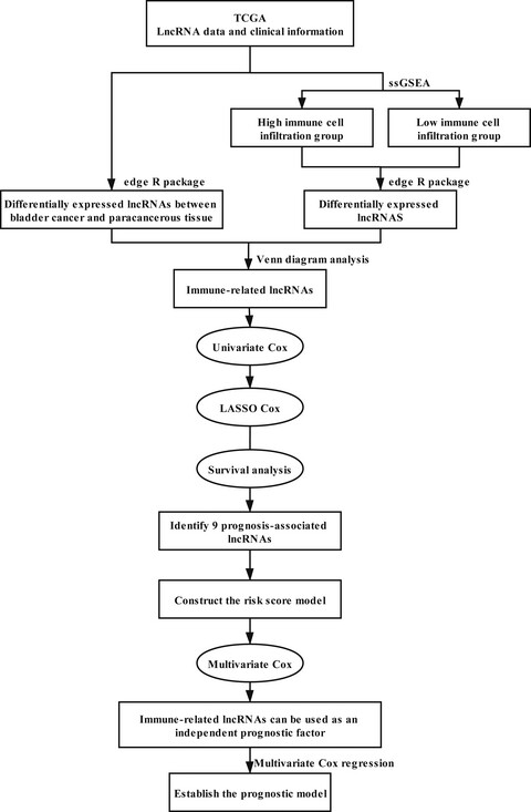 A robust signature of immune-related long non-coding RNA to predict the prognosis of bladder cancer