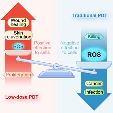 Positive effects of low-dose photodynamic therapy with aminolevulinic acid or its methyl ester in skin rejuvenation and wound healing: An update