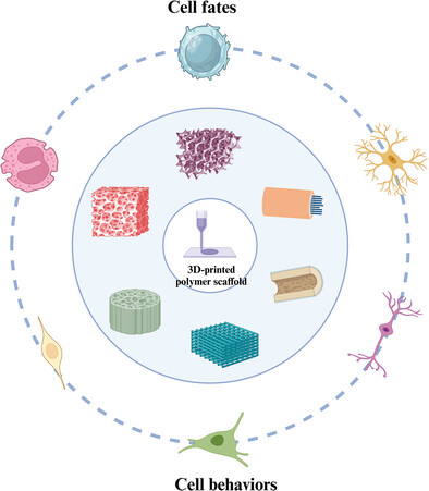 Structural Functions of 3D-Printed Polymer Scaffolds in Regulating Cell Fates and Behaviors for Repairing Bone and Nerve Injuries
