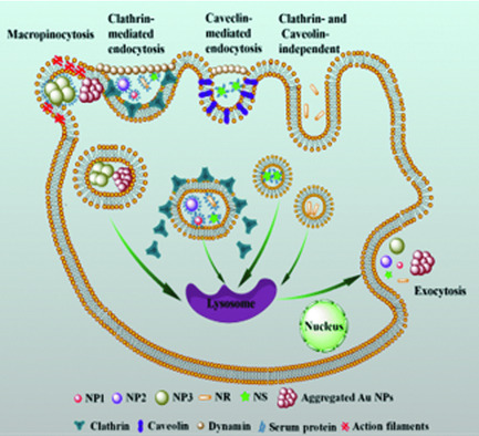 Size, Shape, and Protein Corona Determine Cellular Uptake and Removal Mechanisms of Gold Nanoparticles