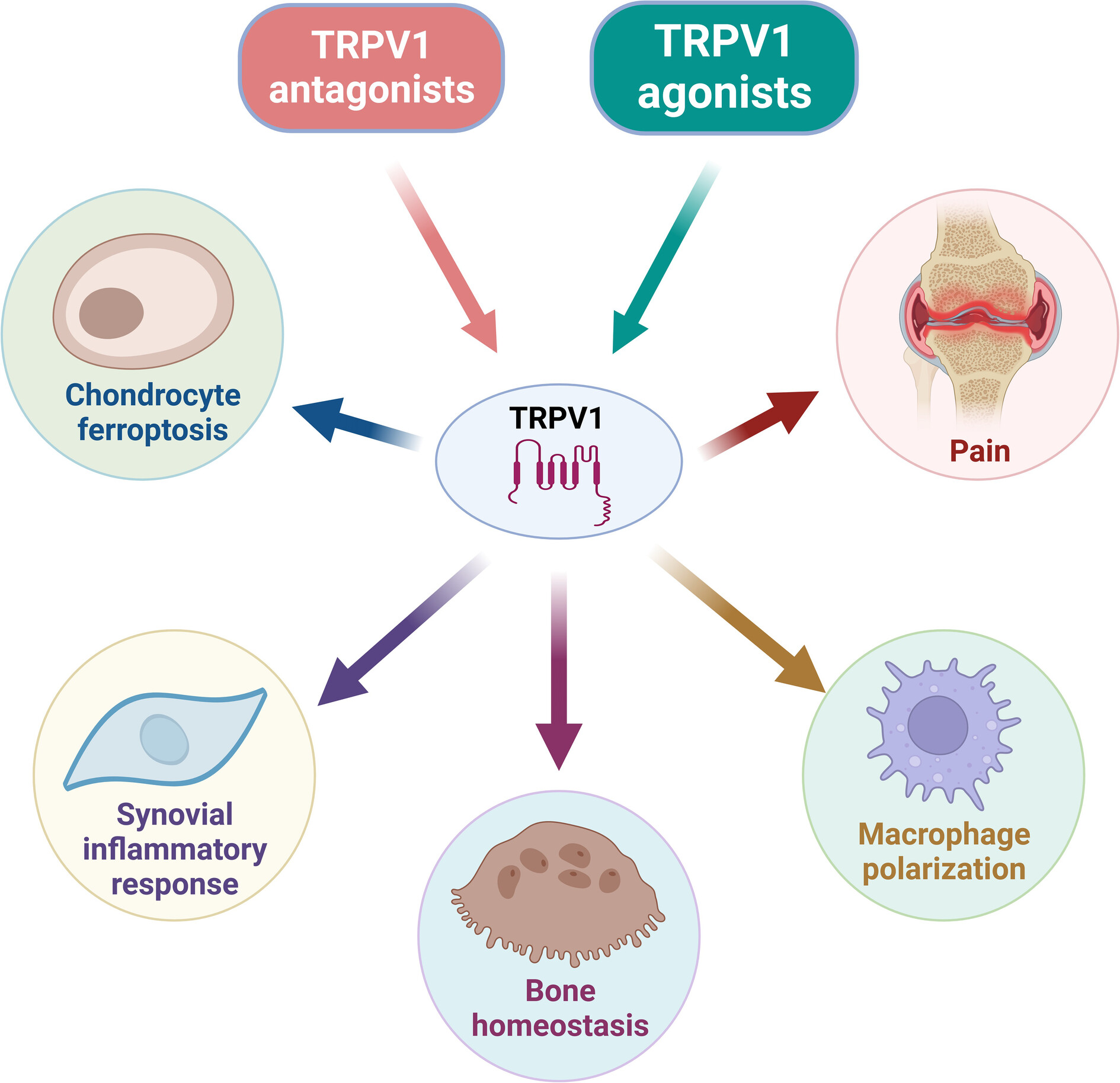 Transient receptor potential vanilloid 1: A potential therapeutic target for the treatment of osteoarthritis and rheumatoid arthritis