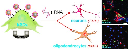 Multimodal Magnetic Core–Shell Nanoparticles for Effective Stem-Cell Differentiation and Imaging
