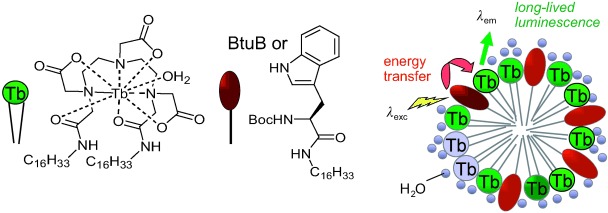 Intermolecular Sensitization of a Terbium-Containing Amphiphile by an Integral Membrane Protein