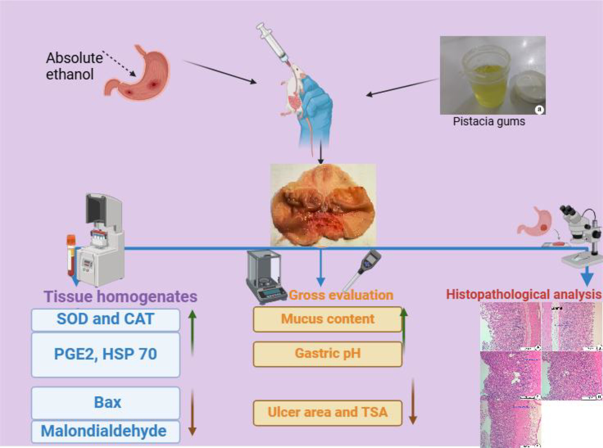 A Traditional Gum Exudate From Pistacia atlantica Ameliorates Etha-Nol-Mediated Gastric Ulcer in Rats: Possible Molecular Mechanisms