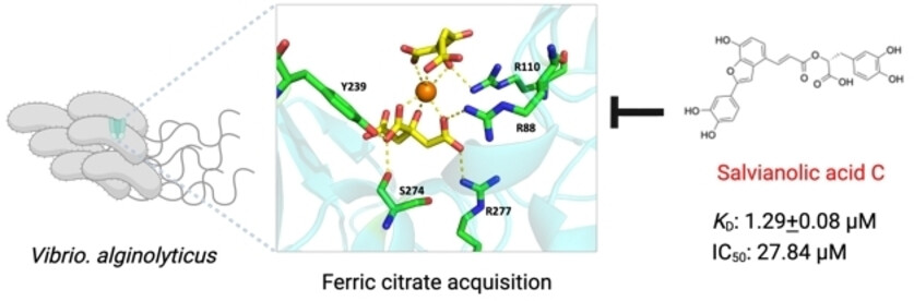 Structure-Guided Discovery of a Potent Inhibitor of the Ferric Citrate Binding Protein FecB in Vibrio Bacteria