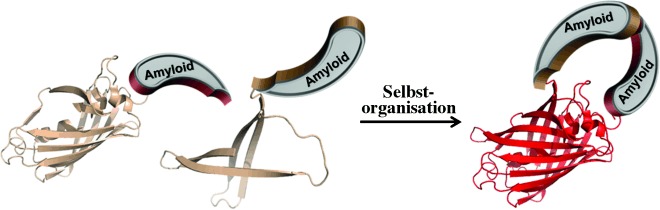 Monitoring and Targeting the Initial Dimerization Stage of Amyloid Self-Assembly