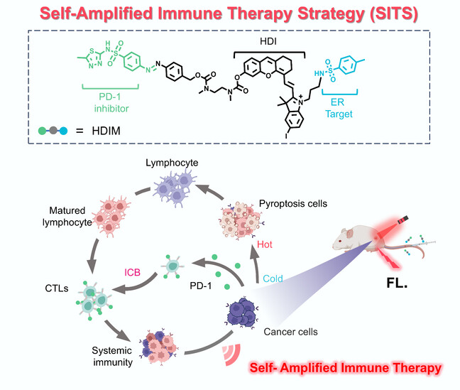 Activatable Photosensitizer Prodrug for Self-Amplified Immune Therapy Via Pyroptosis