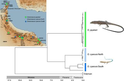 Hidden in the Arabian Mountains: Multilocus phylogeny reveals cryptic diversity in the endemic Omanosaura lizards