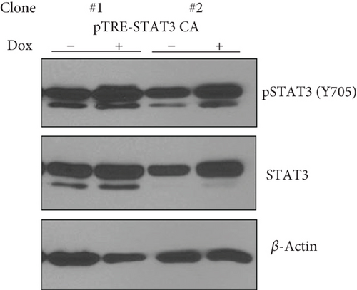 Details are in the caption following the image