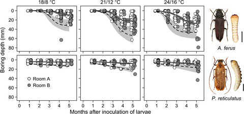 Measuring wood-boring depth of Arhopalus ferus and Prionoplus reticularis in Pinus radiata logs informs the development of phytosanitary treatments