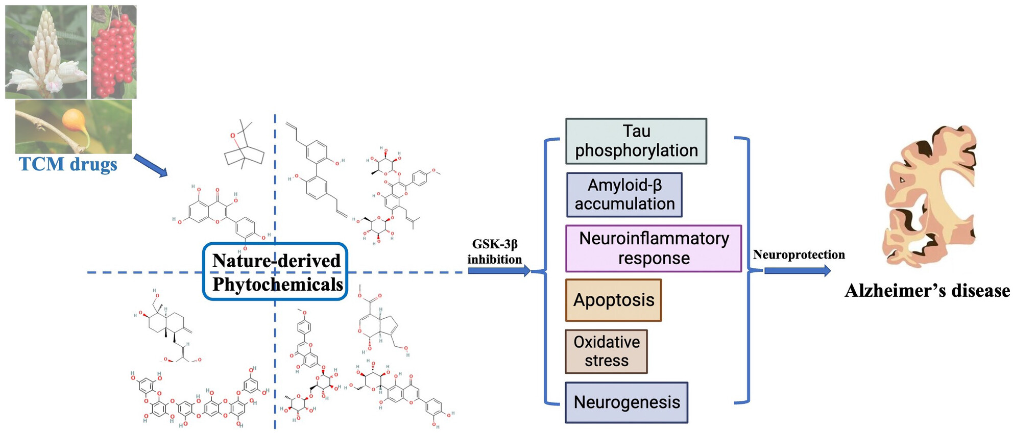 Natural compounds from herbs and nutraceuticals as glycogen synthase kinase-3β inhibitors in Alzheimer's disease treatment