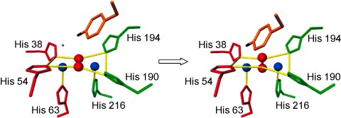 The First Crystal Structure of Tyrosinase: All Questions Answered?
