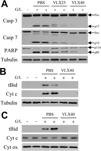 Details are in the caption following the image Details are in the caption following the image