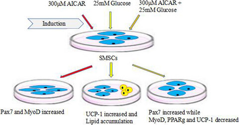 Effects of energy supplements on the differentiation of skeletal muscle satellite cells