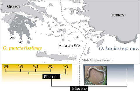 Cryptic diversity and molecular systematics of the Aegean Ophiomorus skinks (Reptilia: Squamata), with the description of a new species