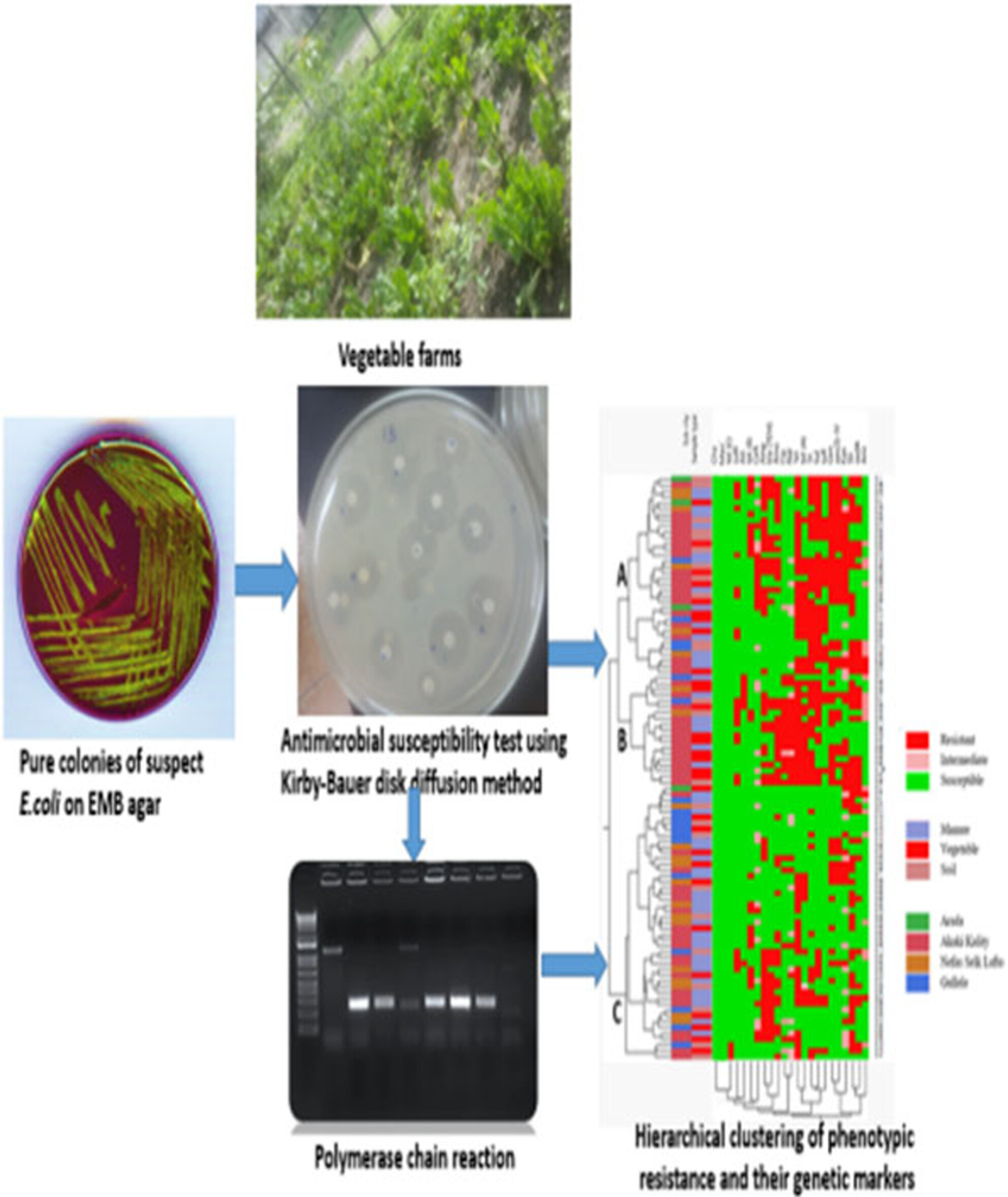 Escherichia coli isolates from vegetable farms in Addis Ababa, Ethiopia: Antimicrobial susceptibility profile and associated resistance genetic markers