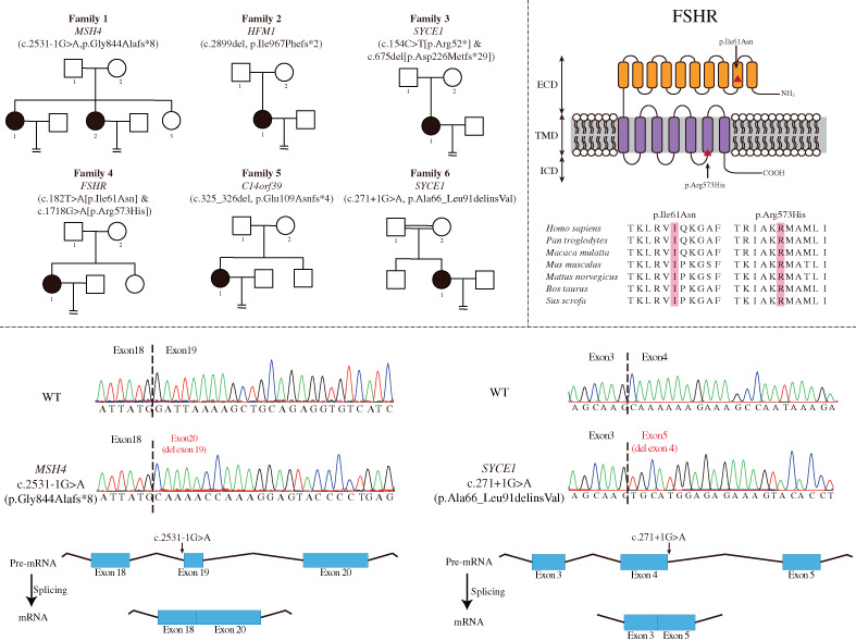 Genetic screening in patients with ovarian dysfunction