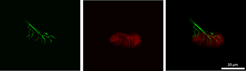 Details are in the caption following the image Details are in the caption following the image