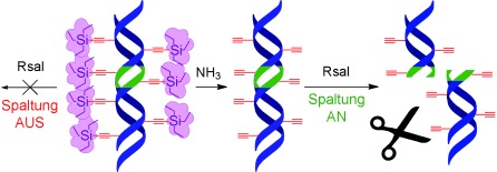 Transient and Switchable (Triethylsilyl)ethynyl Protection of DNA against Cleavage by Restriction Endonucleases