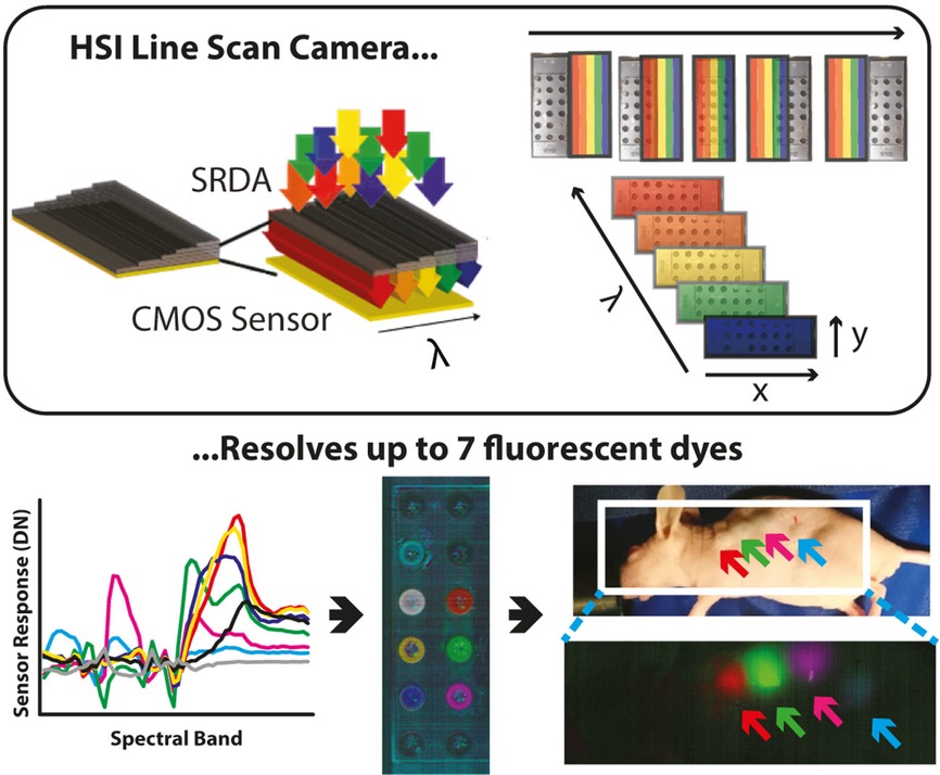 Fluorescence hyperspectral imaging (fHSI) using a spectrally resolved detector array
