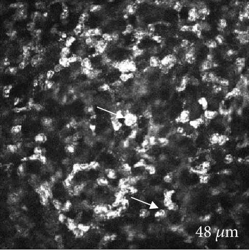 Details are in the caption following the image