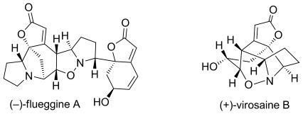 Stereoselective Total Syntheses of (−)-Flueggine A and (+)-Virosaine B