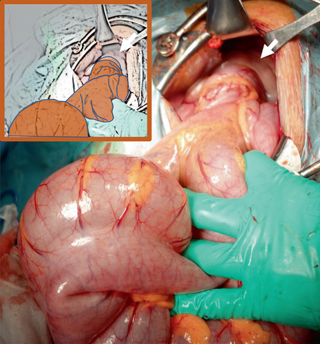Details are in the caption following the image Details are in the caption following the image