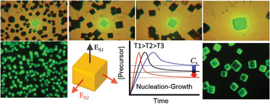 Thermodynamically and Kinetically Controlled Nucleation and Growth of Halide Perovskite Single Crystals
