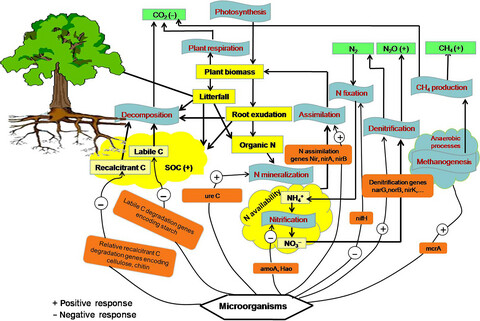 Long-term nitrogen addition modifies microbial composition and functions for slow carbon cycling and increased sequestration in tropical forest soil