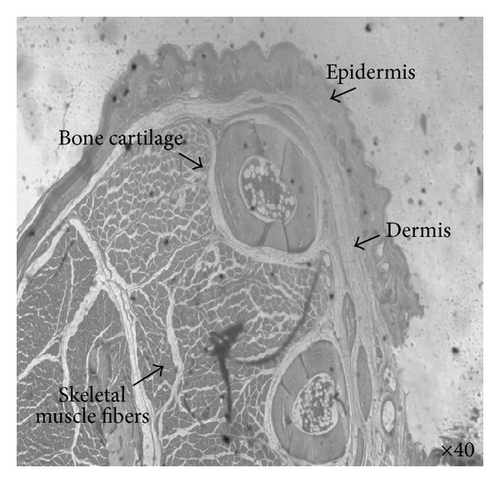 Details are in the caption following the image