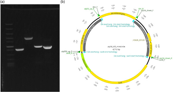 Transforming the untransformable with knockout minicircles: High-efficiency transformation and vector-free allelic exchange knockout in the fish pathogen Photobacterium damselae