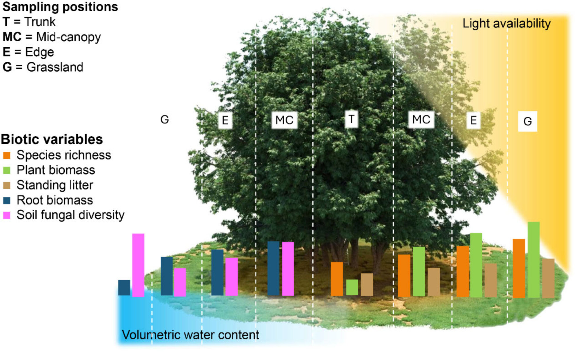 Under the Crown of Scattered Beech (Fagus sylvatica): Impact on Plant Community, Soil Resources, and Fungal Diversity