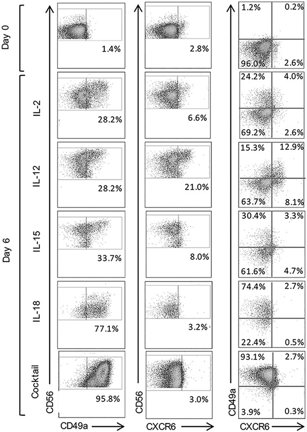IL-12 and IL-15 induce the expression of CXCR6 and CD49a on peripheral natural killer cells