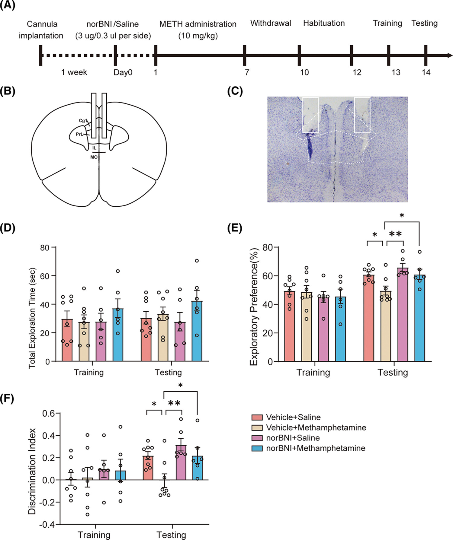 Prelimbic cortex dynorphin/κ opioid receptor system modulates methamphetamine-induced cognitive impairment