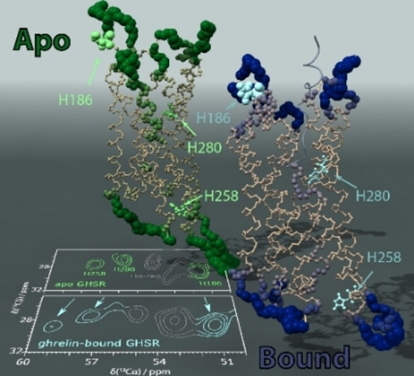 Analysis of the Dynamics of the Human Growth Hormone Secretagogue Receptor Reveals Insights into the Energy Landscape of the Molecule