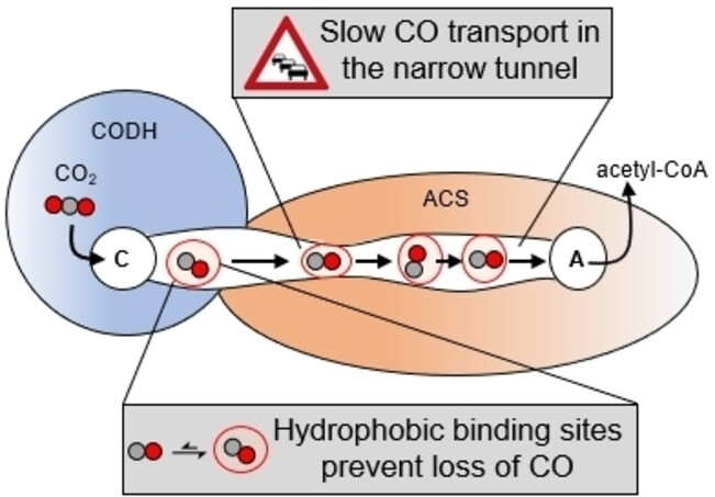 Kopplung von CO2-Reduktion und Acetyl-CoA-Bildung: Die Rolle eines CO-fangenden Tunnels in der enzymatischen Katalyse