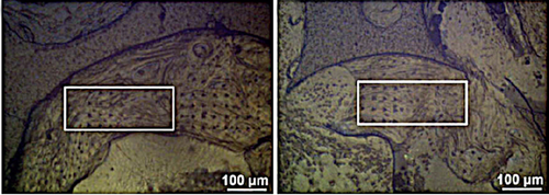 Details are in the caption following the image