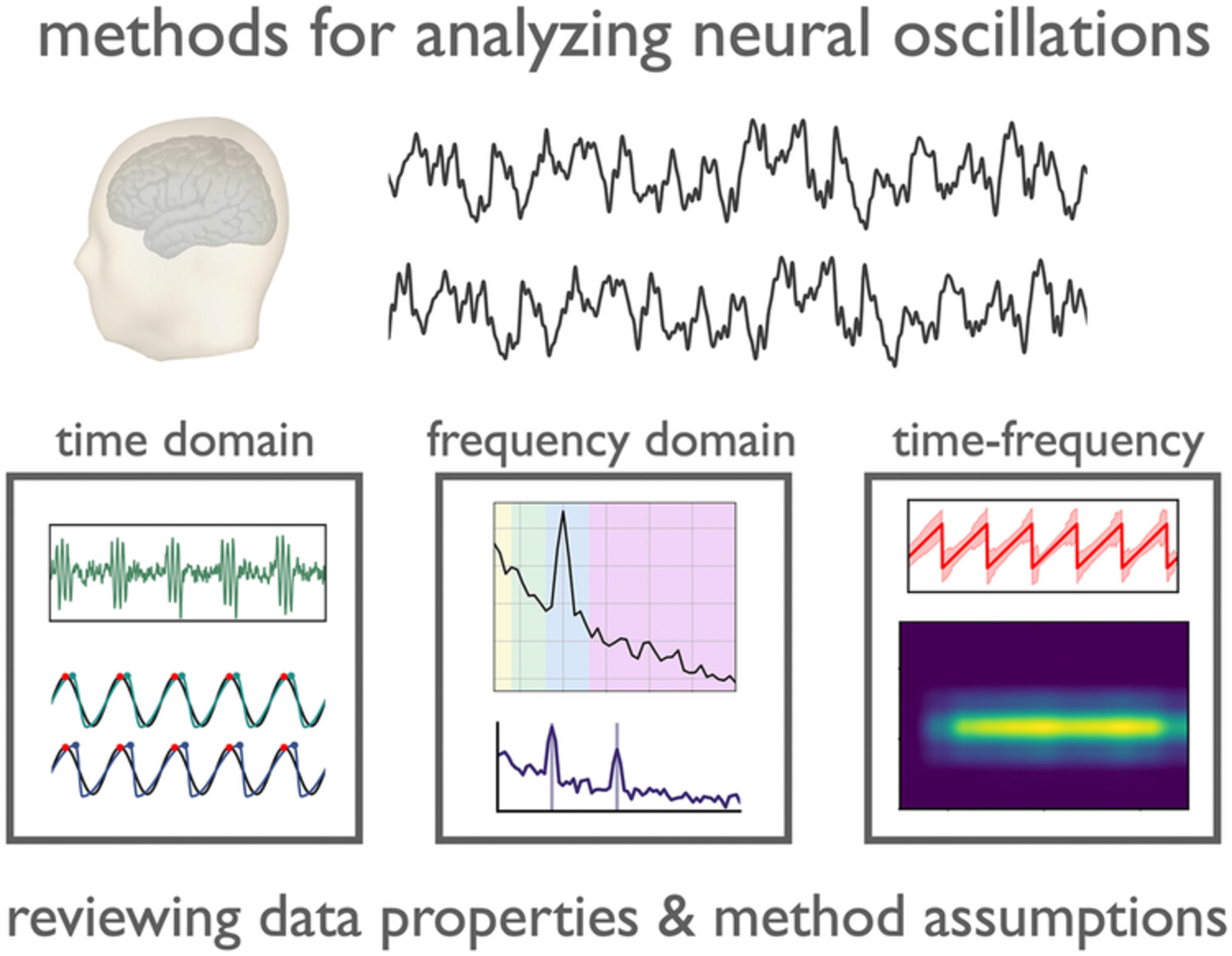 Methodological considerations for studying neural oscillations