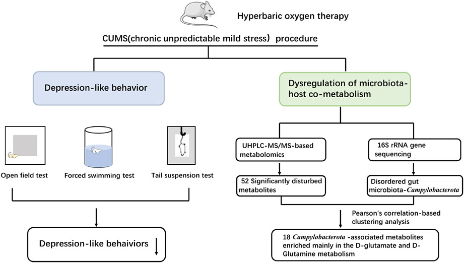 Hyperbaric oxygen improves depression-like behaviors in chronic stress model mice by remodeling gut microbiota and regulating host metabolism