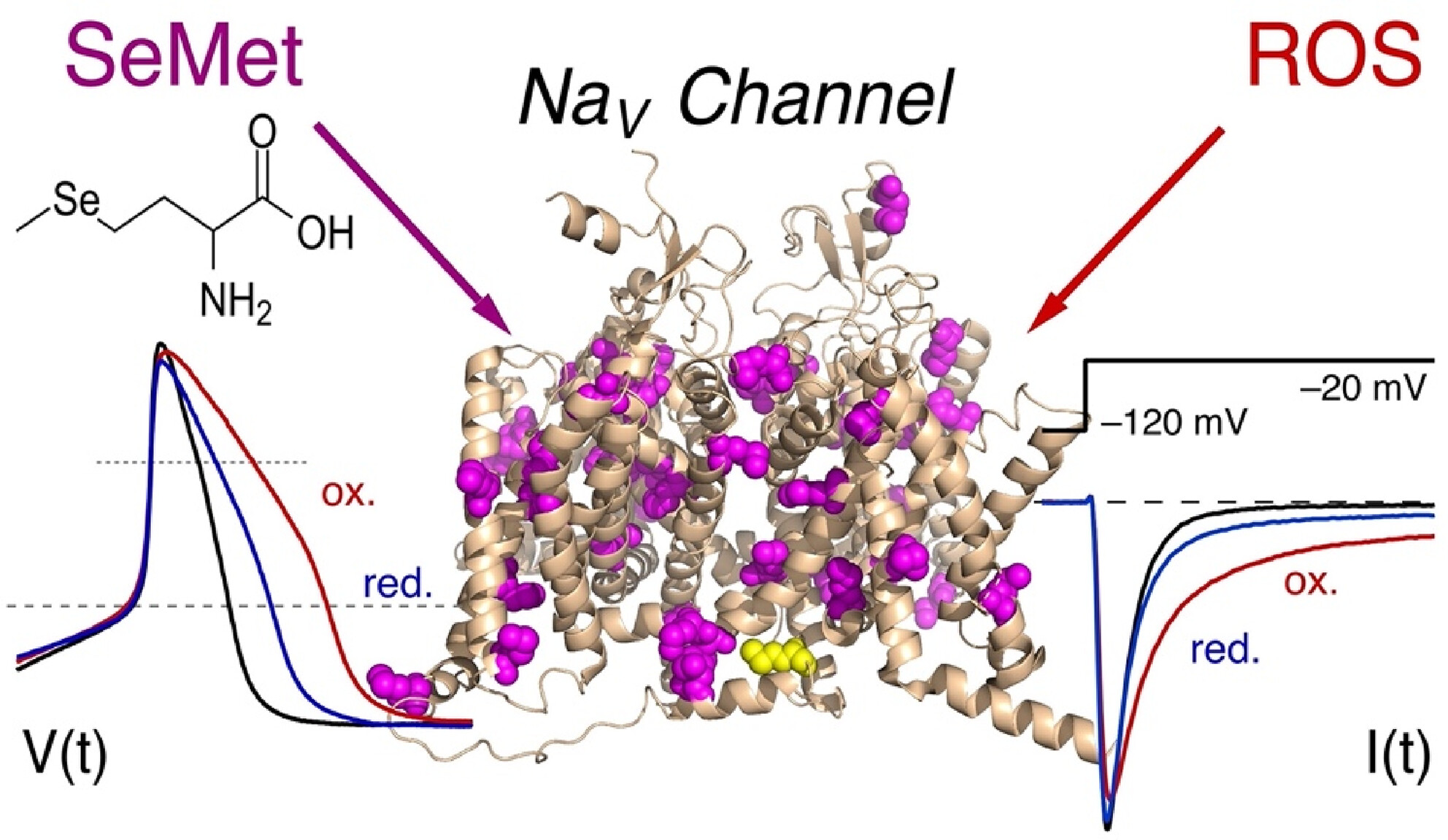 Selenomethionine mis-incorporation and redox-dependent voltage-gated sodium channel gain of function