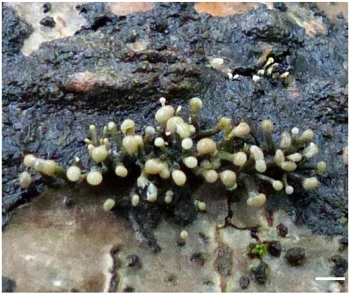 Sequences of stilboflavin C: towards the peptaibiome of the filamentous fungus Stilbella (= Trichoderma) flavipes
