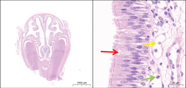 Details are in the caption following the image Details are in the caption following the image