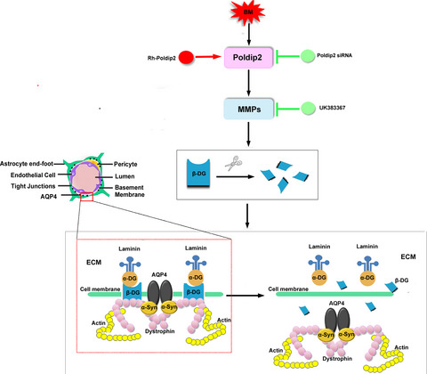 Poldip2 mediates blood-brain barrier disruption and cerebral edema by inducing AQP4 polarity loss in mouse bacterial meningitis model