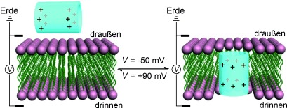 Voltage-Driven Reversible Insertion into and Leaving from a Lipid Bilayer: Tuning Transmembrane Transport of Artificial Channels