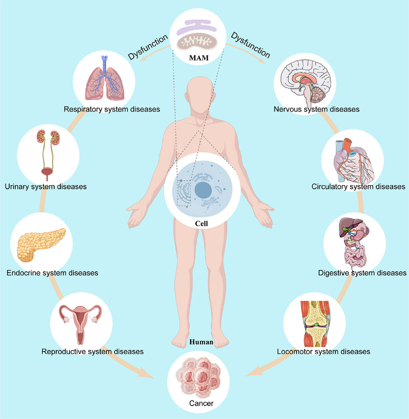 Mitochondria-Associated Endoplasmic Reticulum Membranes in Human Health and Diseases