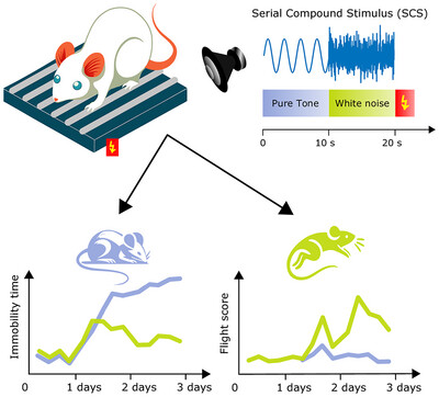 When Silence Breaks: The Influence of Pure Tones and White Noises on Conditioned Flight Responses