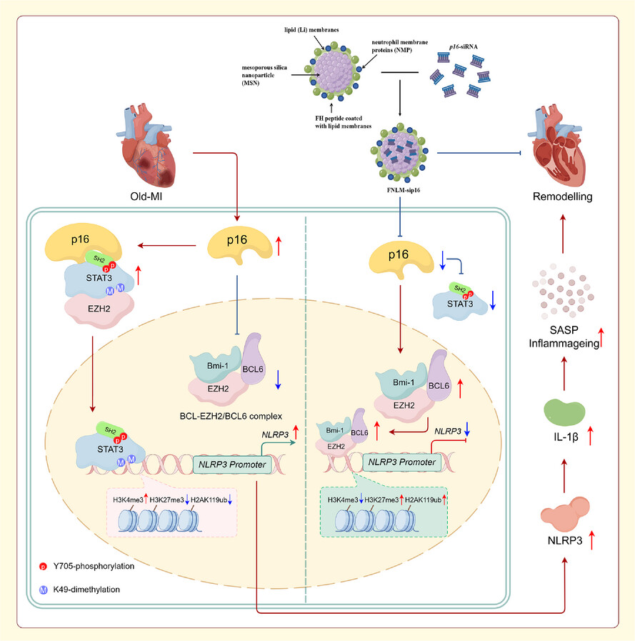 Fibroblasts-specific p16INK4a exacerbates inflammageing-mediated post-infarction ventricular remodelling through interacting with STAT3 to regulate NLRP3 transcription