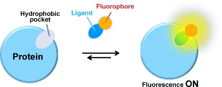 Environment-Sensitive Fluorescent Turn-On Probes Targeting Hydrophobic Ligand-Binding Domains for Selective Protein Detection